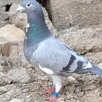 کبوتر ‌پلاکی