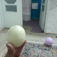 سنگ اسیاب