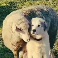 گوسفند زنده شهرک یاس