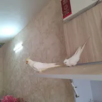 طوطی عروس هلندی|پرنده|بروجرد, |دیوار