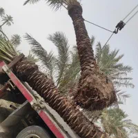 پخش کننده درخت نخل درسراسرکشور|خدمات باغبانی و درختکاری|چالوس, |دیوار