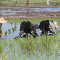 گروه کارگرکارکشاورزی به صورت گروهی|خدمات باغبانی و درختکاری|خرمآباد, |دیوار