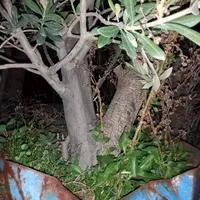 سرویس نهالستان نهال درخت گل گیاه آپارتمانی خانگی|خدمات باغبانی و درختکاری|تهران, زعفرانیه|دیوار