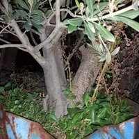 سرویس نهالستان نهال درخت گل گیاه آپارتمانی خانگی|خدمات باغبانی و درختکاری|تهران, زعفرانیه|دیوار