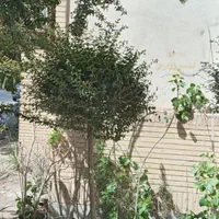 گیاه مورت ، مورد|گل مصنوعی|تهران, تهرانسر شرقی|دیوار