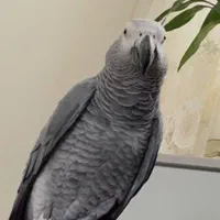 کاسکو گمشده