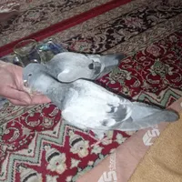 دوکبوتر پلاکی گم شدند|حیوانات|میبد, |دیوار