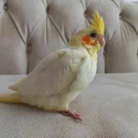 عروس هلندی گم شده