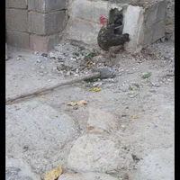 گم شده