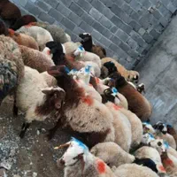 گوسفند داری زنده دامپروری اطمینان ۱۰۰%با کیفیت|حیوانات مزرعه|ملارد, |دیوار