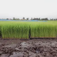 توم‌مناسب‌برای‌نشا‌سنتی‌ومکانیزه‌از۶۰تا۱۰۰|خدمات باغبانی و درختکاری|رشت, حومه رشت|دیوار