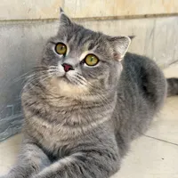گربه اسکاتیش فولد بلو.