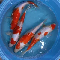 ماهی کوی سلکت شده|ماهی|اصفهان, کارلادان|دیوار