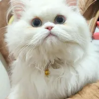 پرشین نر