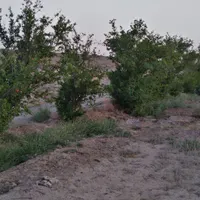 فروش باغ پسته ۱۷ من ، بوری آباد|فروش زمین و ملک کلنگی|تربت‌حیدریه, فردوسی جنوبی|دیوار