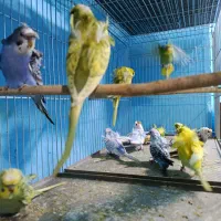 خریدفروش مرغ عشق عروس طوطی برزیلی انواع پرنده