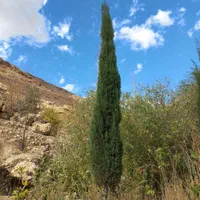 نهال سرو ناز شیراز(گرین پنسل)|گل و گیاه طبیعی|کرمان, |دیوار