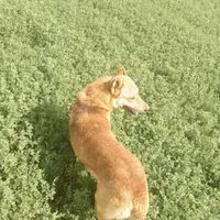 سگ گمشده