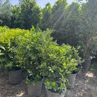 یاس هلندی سطلی جعبه ای جنگلی لوله ای و قیچی خورده|گل و گیاه طبیعی|تهران, هروی|دیوار
