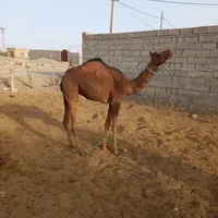 شتر فروشی قیمت 75|حیوانات مزرعه|ایرانشهر, |دیوار