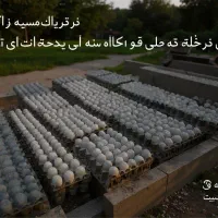 فروش عمده تخم مرغ روز و تازه|خوردنی و آشامیدنی|نیشابور, مدرس|دیوار