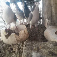 پرنده|پرنده|اصفهان, فروردین|دیوار