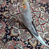 طوطی عروس هلندی|پرنده|سمنان, |دیوار