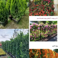 خدمات حرفهای باغبانی و فضای سبز