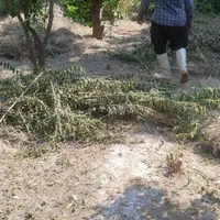 علف زنی باغبانی سم کود آبیاری پختار نعنا زنی|خدمات باغبانی و درختکاری|دزفول, |دیوار