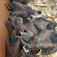 مرغ میناشاه تخم سرلاکی مناسب برای سخنگو|پرنده|قائم‌شهر, |دیوار