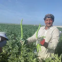 بذرباقله خارجی بسیار زودرس وپربار|گل و گیاه طبیعی|بهبهان, |دیوار