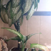 به دلیل جابه جایی