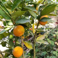 درخت نارنج و نارنگی و پرتقال