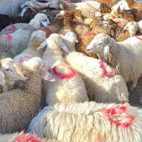 گوسفند زنده( دام پاک) ۱۰۰%سالم شکم خالی پر گوشت