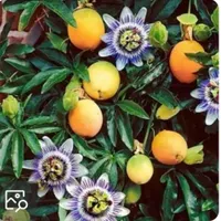 فروش انواع نهال ...|خدمات باغبانی و درختکاری|تربت‌حیدریه, |دیوار