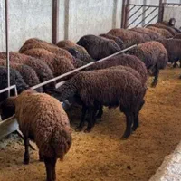 در تمام رقم مناسب برای نگهداری و مصرف|حیوانات مزرعه|قزوین, |دیوار
