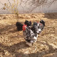 تخم مرغ کوشین وبرهما|حیوانات مزرعه|اردکان, |دیوار