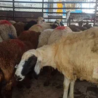 فروش دام زنده کشتار