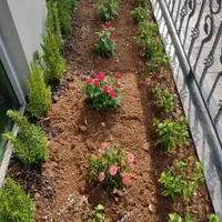 فروش گل و گیاه کاشت گل باغبانی باغچه کاری|خدمات باغبانی و درختکاری|تهران, سعادت‌آباد|دیوار