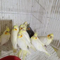 عروس هلندی سرلاکی نرمخور دونخوردستی بالغ|پرنده|شیراز, پودنک|دیوار