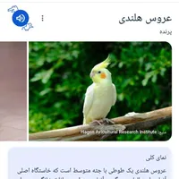یک عدد عروس هلندی پیدا شده
