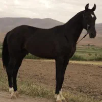 آخال تکه نژاد اصیل ترکمن|اسب و تجهیزات اسب‌سواری|تهران, تهران‌ویلا|دیوار