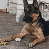 سگ ژرمن گمشده