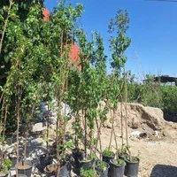 نهال و درخت هلو شلیل|خدمات باغبانی و درختکاری|فلاورجان, |دیوار