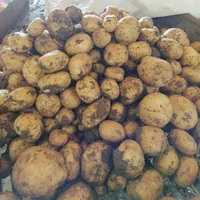 بذر سیب زمینی|خدمات باغبانی و درختکاری|شیراز, محراب|دیوار