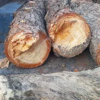 خرید انواع چوب و درخت خشک تر هرس انواع درخت میوه|خدمات باغبانی و درختکاری|مشهد, توس (بلوار توس)|دیوار