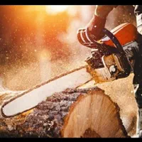 خرید قلمه و برش درخت|خدمات باغبانی و درختکاری|تبریز, |دیوار