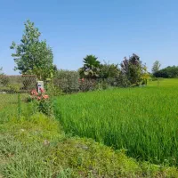 زمین باغی۱۰۰۰متر لاهیجان سندقیمت عالی معاوضه خودرو|فروش زمین و ملک کلنگی|لاهیجان, لیالستان|دیوار