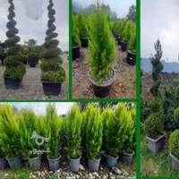 خدمات باغبانی وتعویض خاک گلدون  درمنزل وشرکت|خدمات باغبانی و درختکاری|تهران, آرژانتین|دیوار