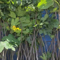 نهال و درخت انجیر درشت و باردار|خدمات باغبانی و درختکاری|فلاورجان, |دیوار